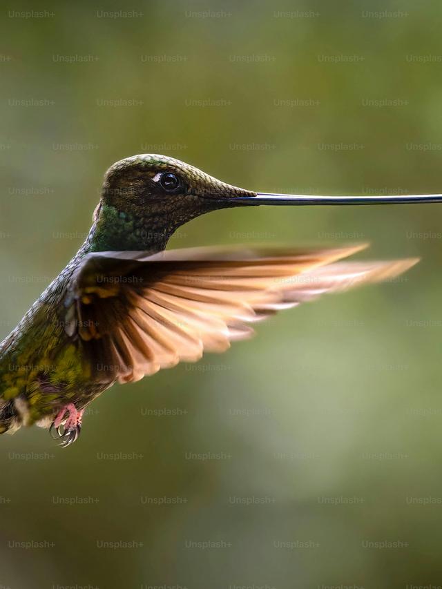 10 Hummingbird Species That Will Take Your Breath Away