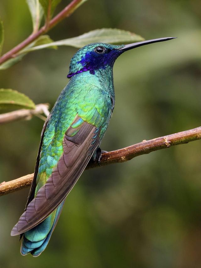 10 Hummingbird Species with the Most Stunning Colors