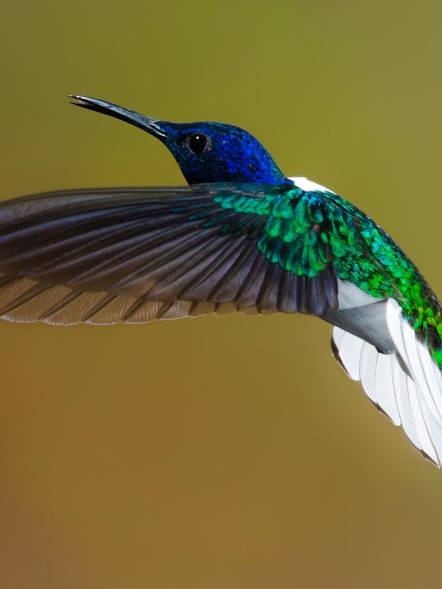 10 Myths About Hummingbirds Debunked