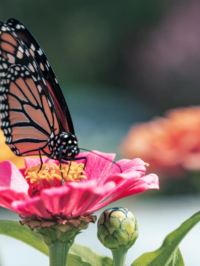 10 Perennial Flowers That Will Attract Butterflies to Your Garden