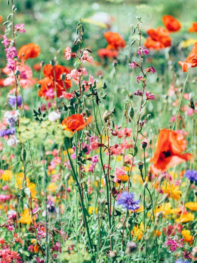 10 Perennial Flowers That Will Create a Stunning Border