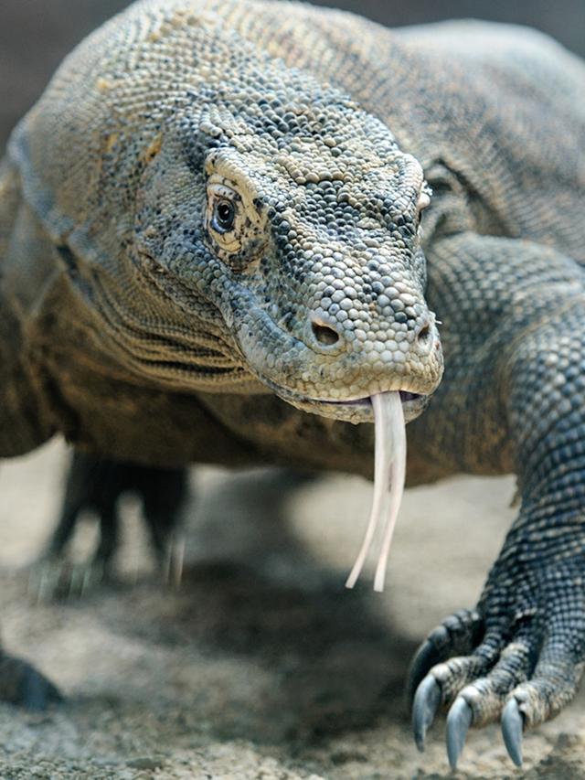 10 Reasons Komodo Dragons Are More Terrifying Than You Think