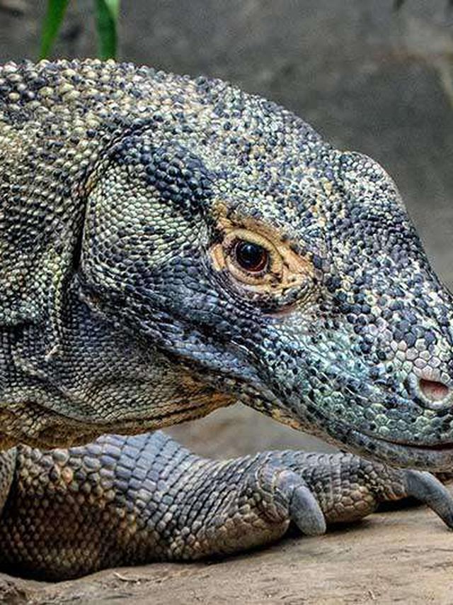 10 Times Komodo Dragons Proved They’re the Ultimate Survivors