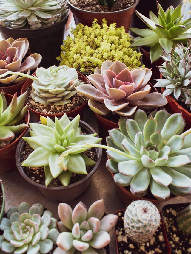 10. “The Best Indoor Plants for Adding a Pop of Color”