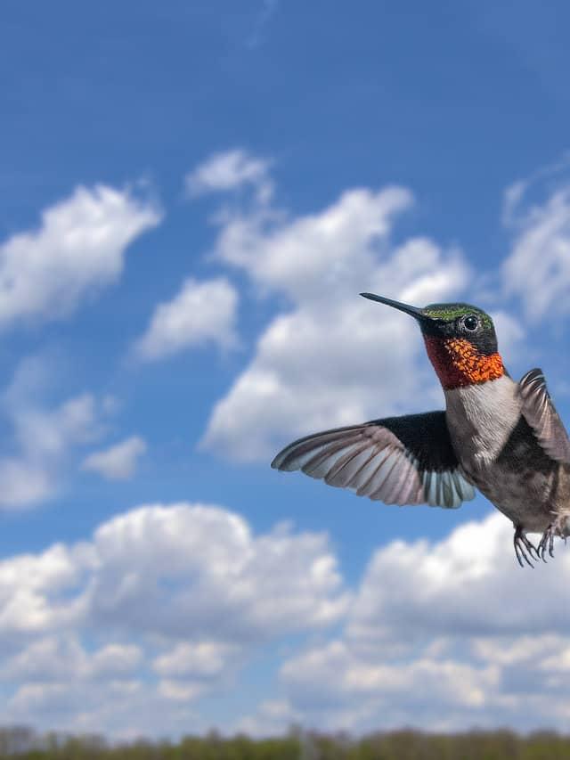 10. “The Incredible Journey of Migrating Hummingbirds”