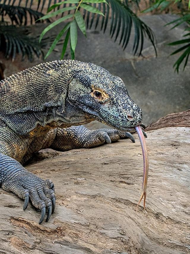 11. “Inside the Deadly World of Komodo Dragons”