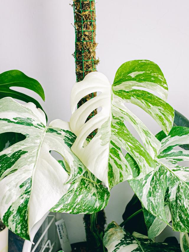 12. “The Most Instagram-Worthy Indoor Plants”