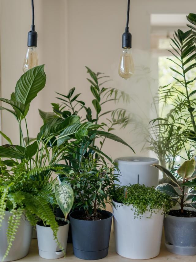 14. “The Best Indoor Plants for Improving Your Mood”