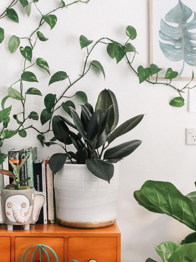 16. “The Most Exotic Indoor Plants to Add to Your Collection”