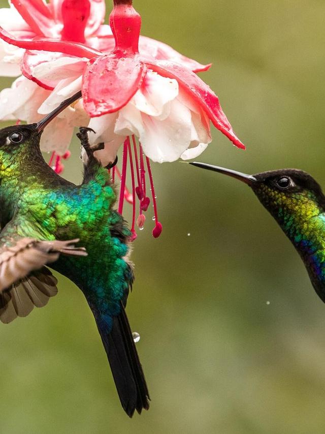 16. “The Secret World of Hummingbird Mating Rituals”