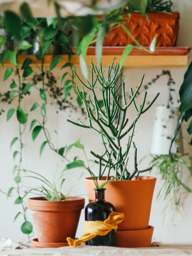 17. “10 Indoor Plants That Will Boost Your Productivity”