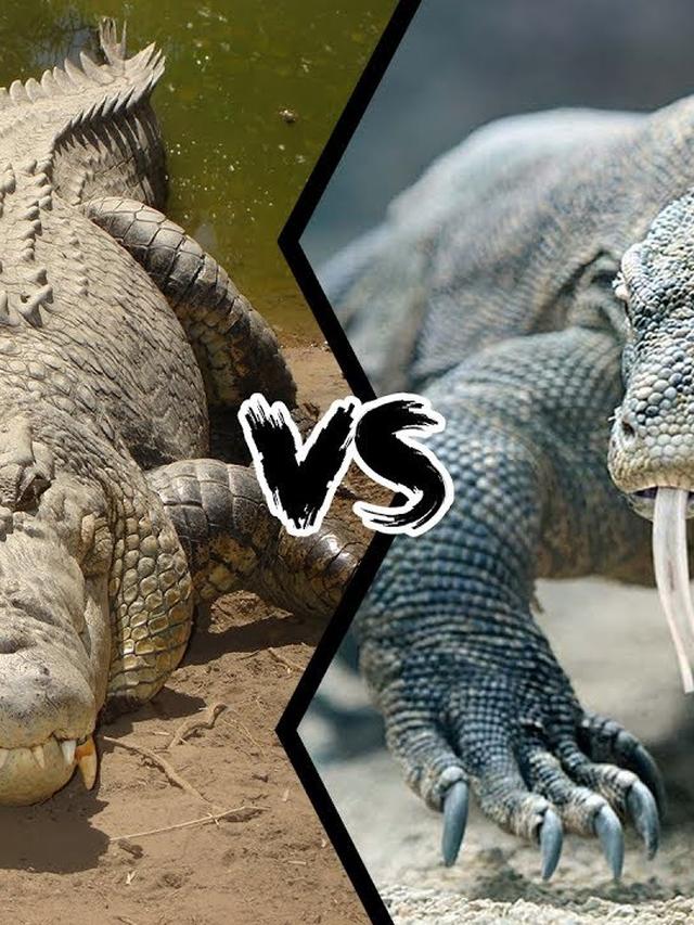 18. “Komodo Dragon vs. Crocodile: Who’s the True Apex Predator?”