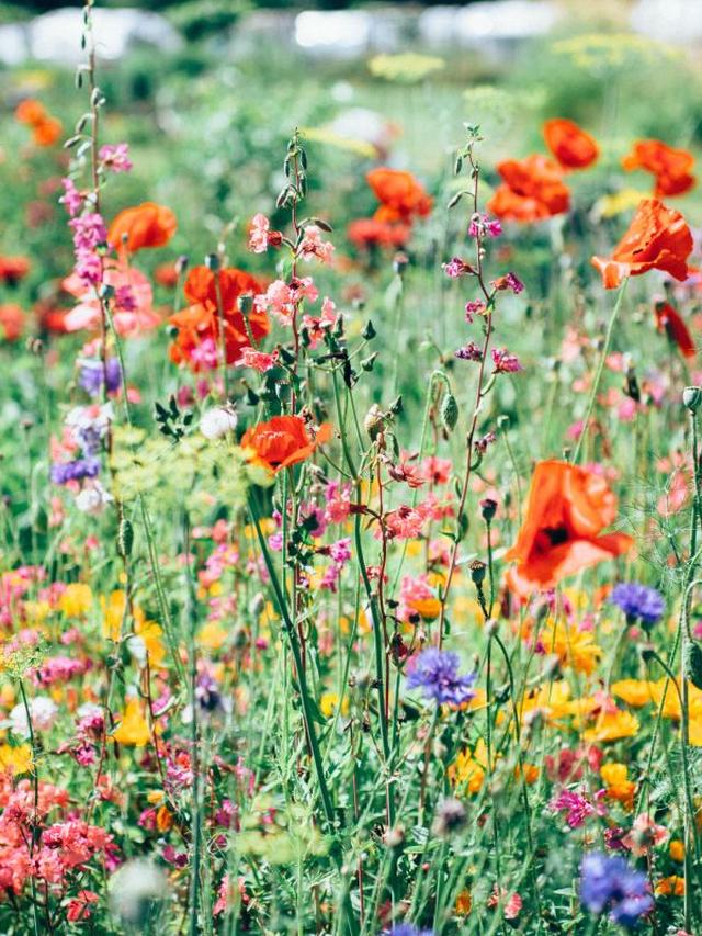 18. “The Best Perennial Flowers for a Container Garden”