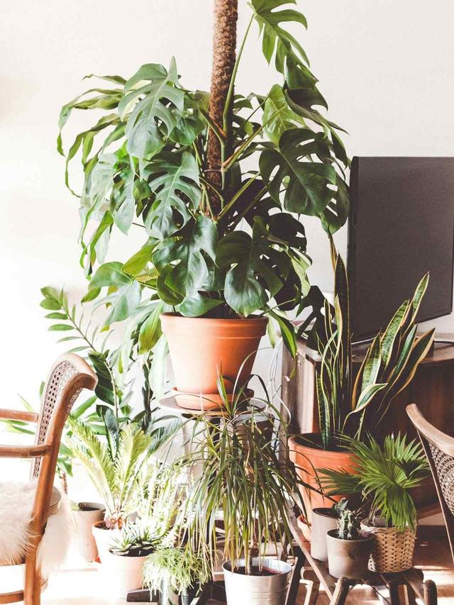 2. “The Best Low-Maintenance Indoor Plants for Busy People”