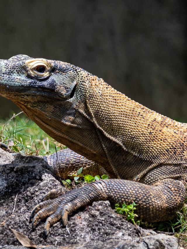 2. “The Secret Life of Komodo Dragons: What They Don’t Want You to Know”