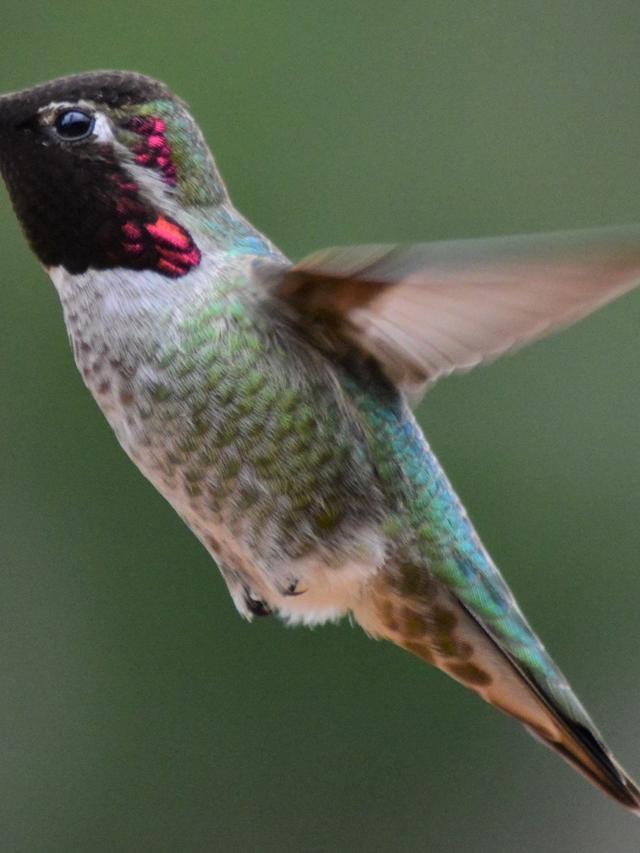 20. “The History of Hummingbirds: From Ancient Times to Today”