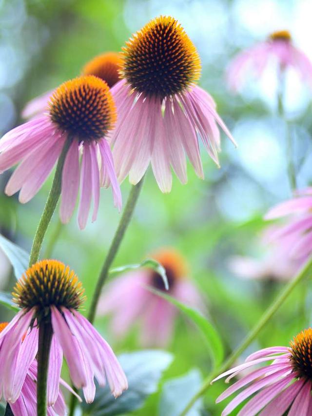 20. “The Most Drought-Tolerant Perennial Flowers for Hot Climates”