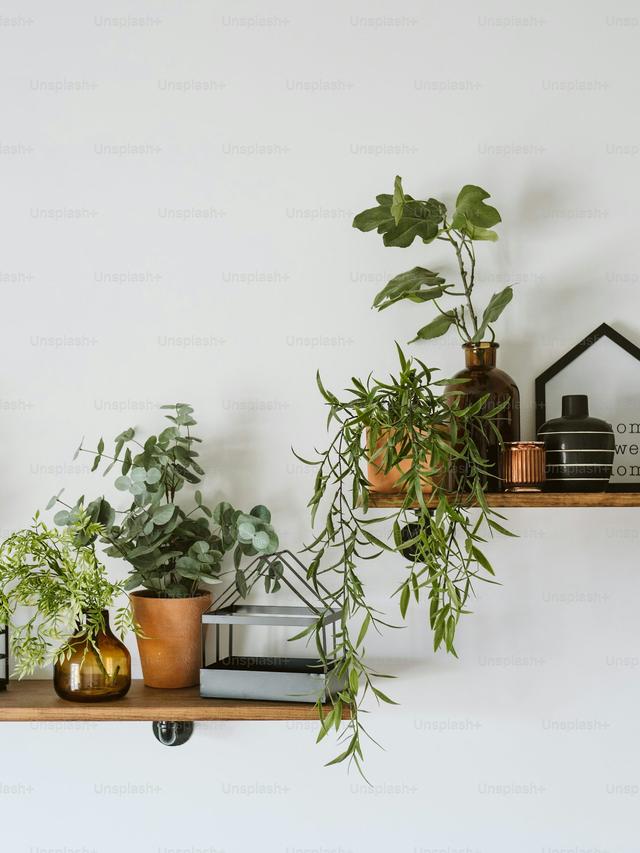 20. “The Most Stunning Indoor Plants for a Modern Home”