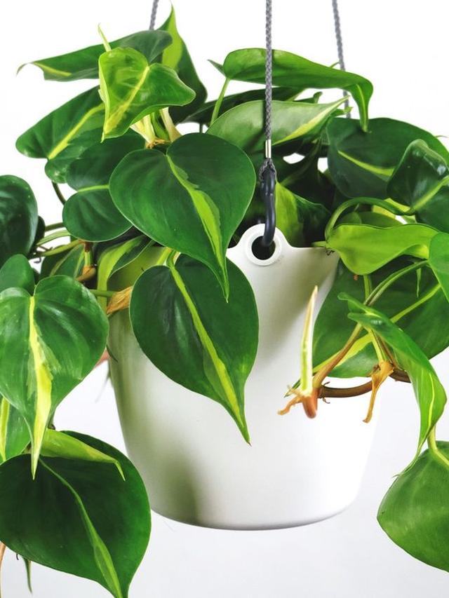 21. “10 Indoor Plants That Are Easy to Propagate”