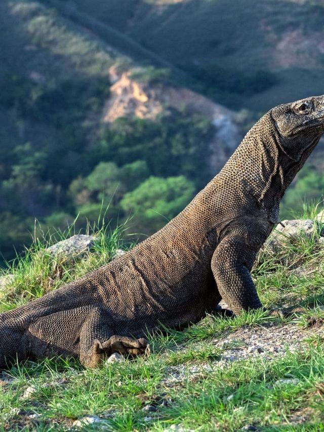 22. “Exploring the Dangerous Beauty of Komodo Dragon Territory”