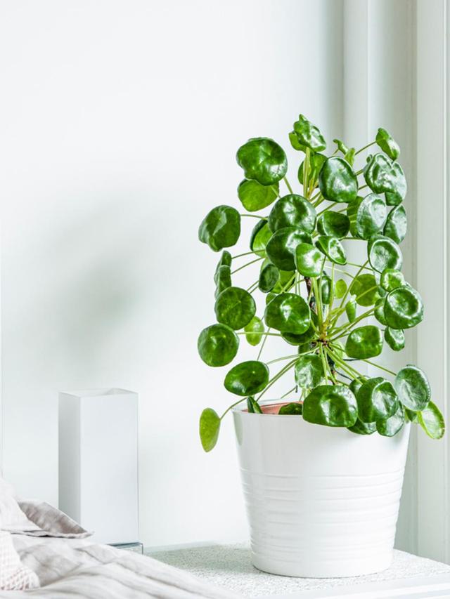 22. “The Best Indoor Plants for Adding Texture to Your Space”