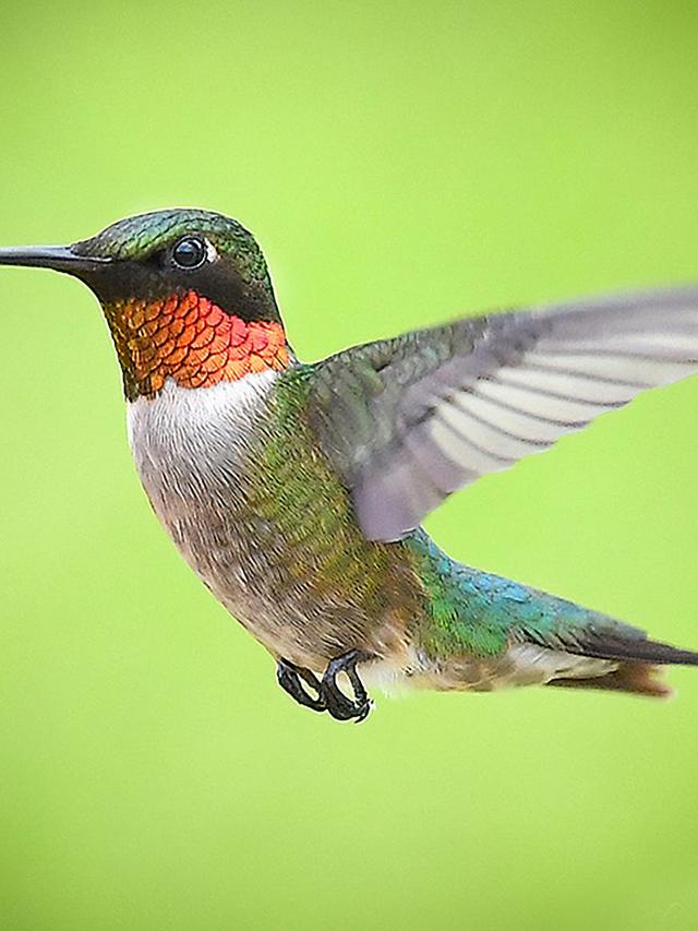 22. “The Most Unbelievable Hummingbird Stories from Around the World”