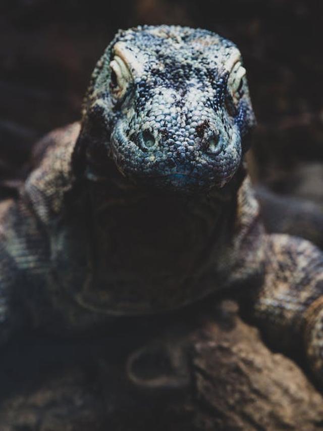 23. “Why Komodo Dragons Are on the Brink of Extinction”