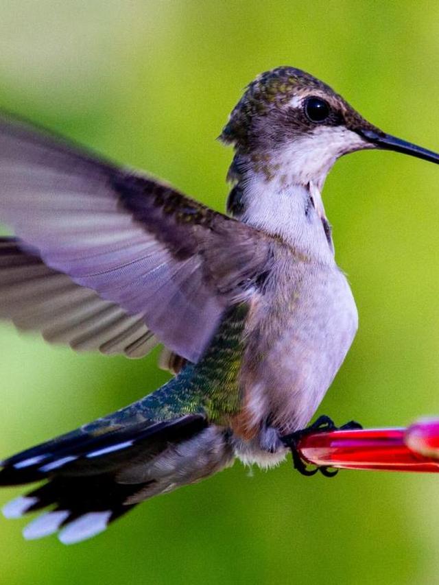 24. “The Best Hummingbird Watching Spots in the World”