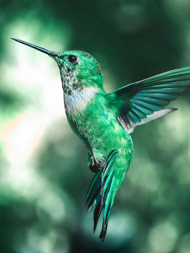 25. “10 Hummingbird Species with the Most Stunning Colors”