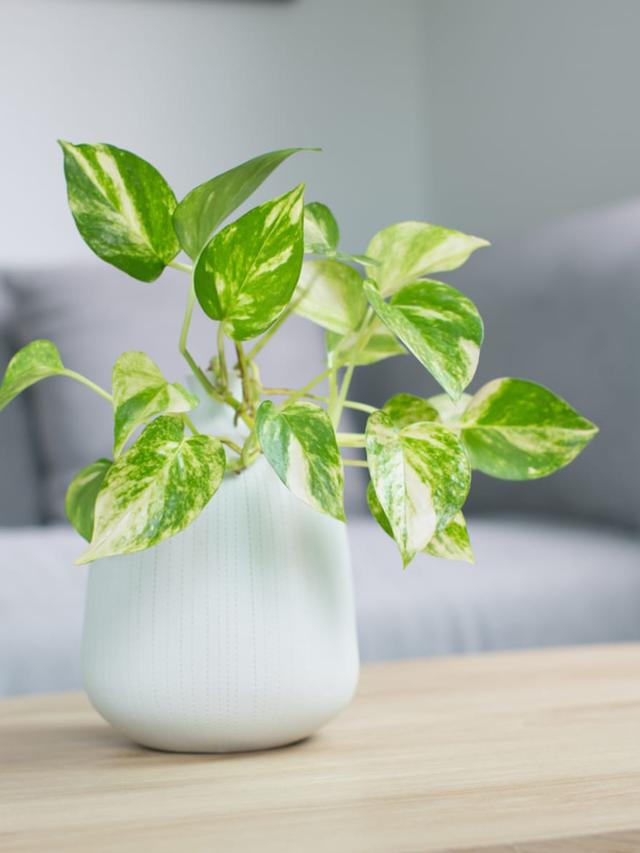 25. “10 Indoor Plants That Will Make Your Home Feel More Alive”