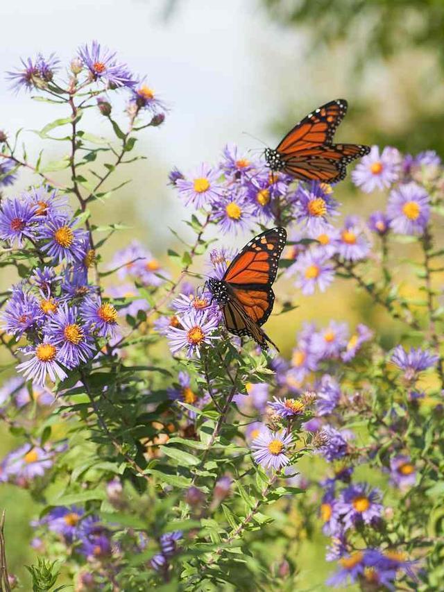 3. “10 Perennial Flowers That Will Attract Butterflies to Your Garden”