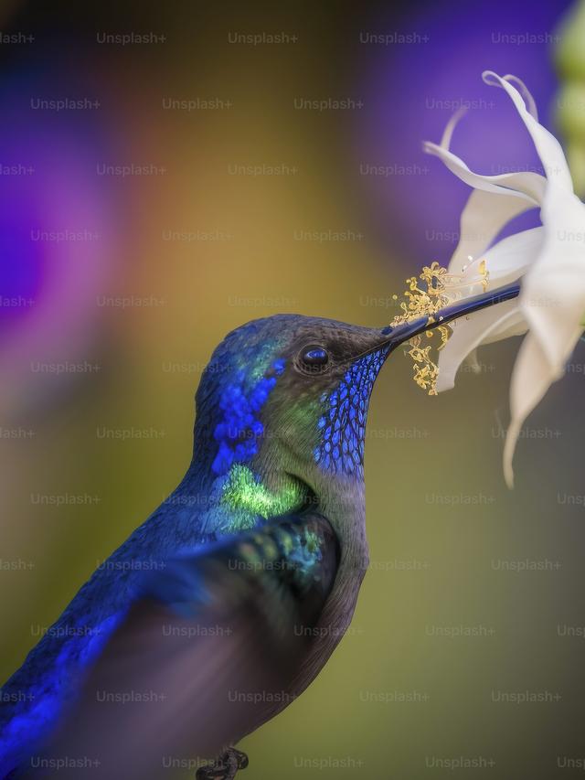 4. “The Most Beautiful Hummingbirds in the World”