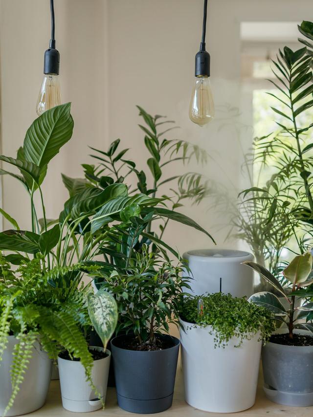 4. “The Most Beautiful Indoor Plants for Every Room”