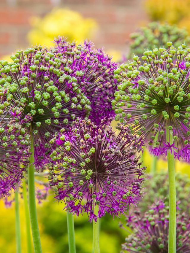 4. “The Most Beautiful Perennial Flowers for Every Season”