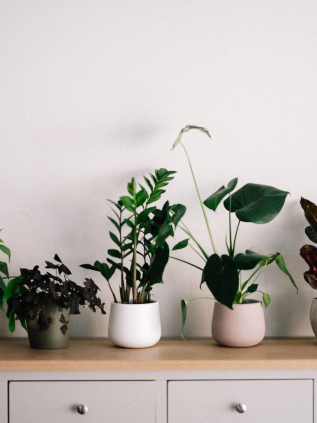 5. “10 Tips for Keeping Your Indoor Plants Healthy and Happy”