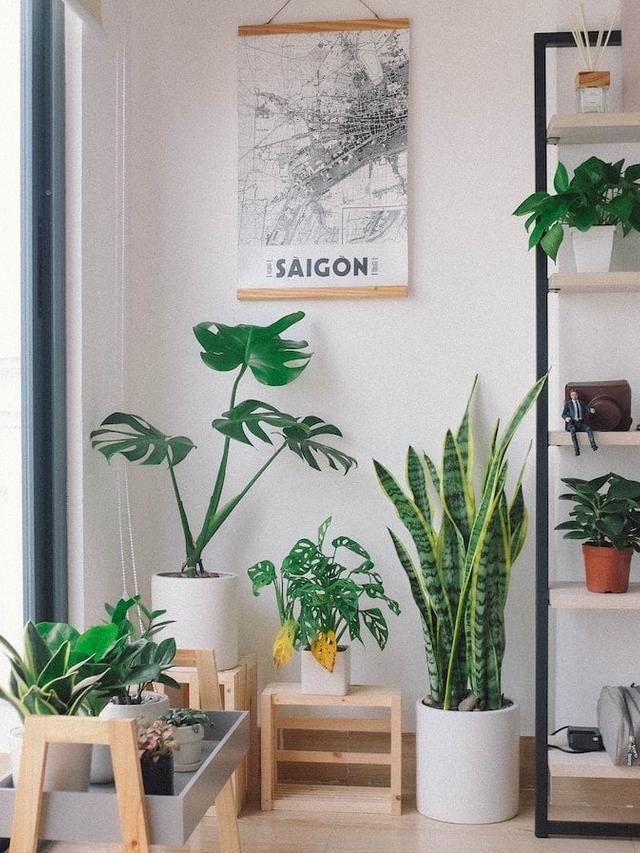 6. “The Best Indoor Plants for Small Spaces”