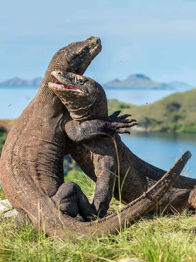 8. “Survival Tips: What to Do If You Encounter a Komodo Dragon”