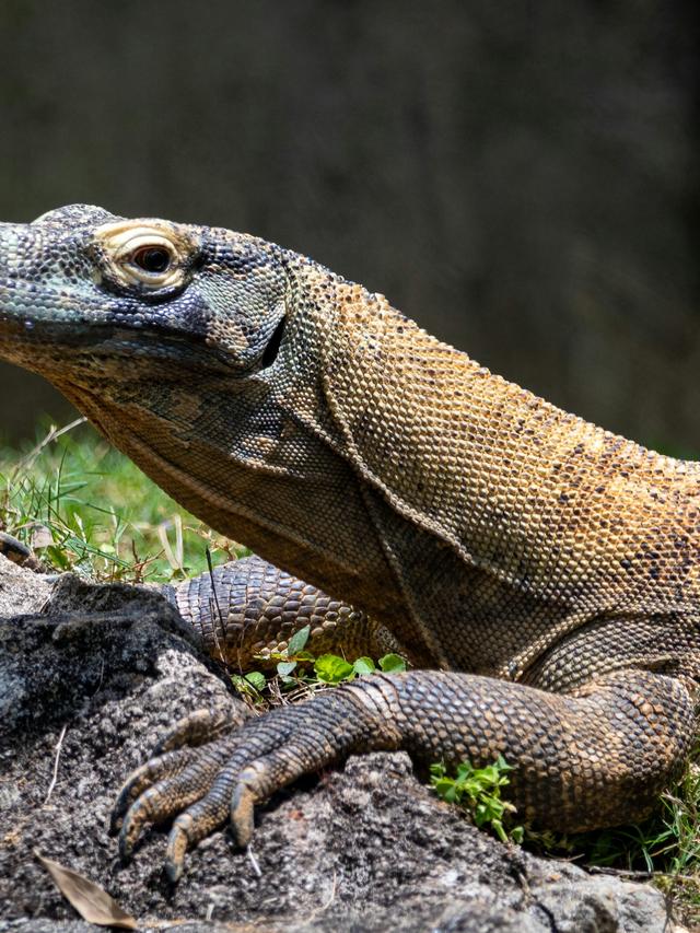 Baby Dragons The Early Life of a Komodo Dragon