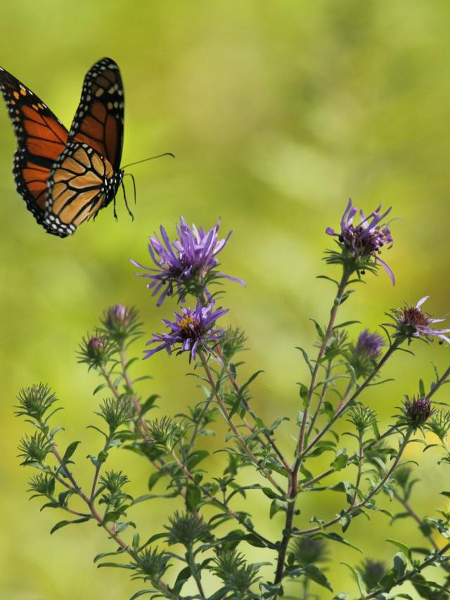 Best Perennial Flowers for Butterflies