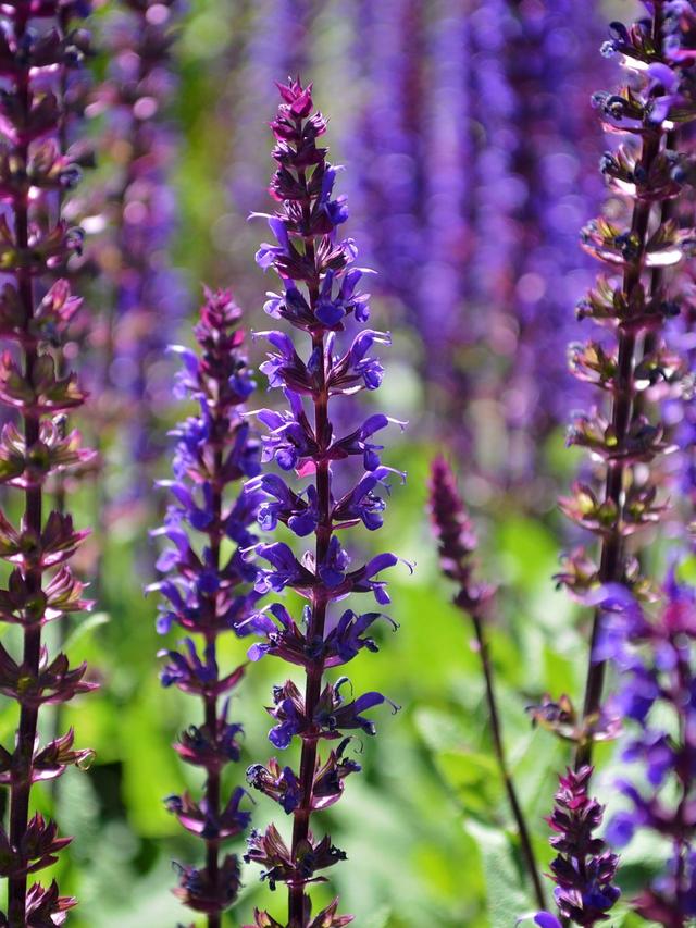 Best Perennials for Low-Maintenance Landscaping