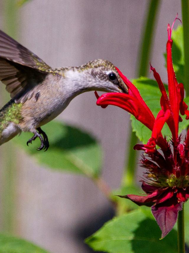 Best Plants to Attract Hummingbirds to Your Garden