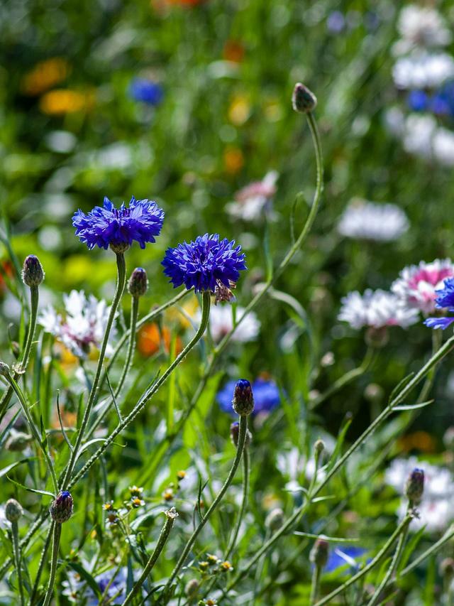 Best Summer-Blooming Perennials for Your Garden