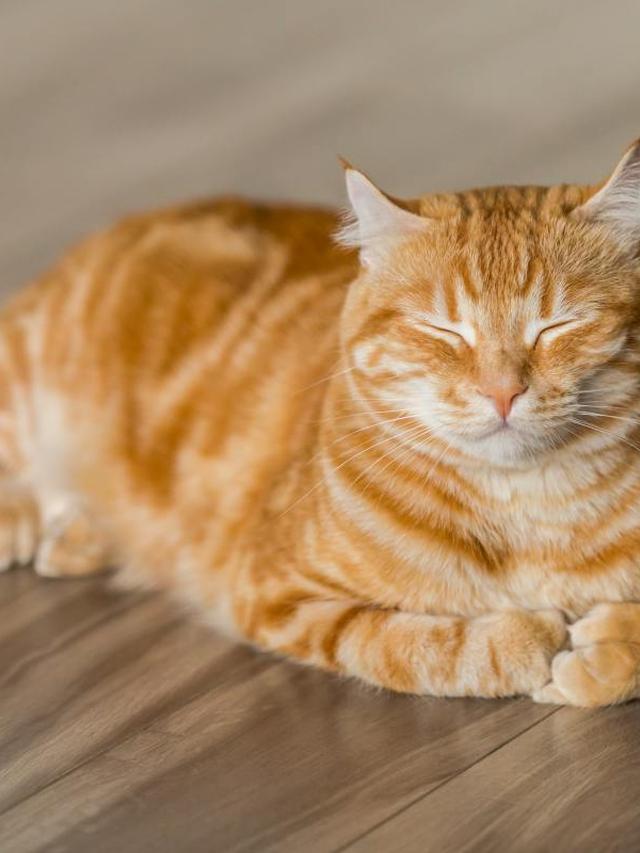 Common Health Issues in Cats and How to Prevent Them