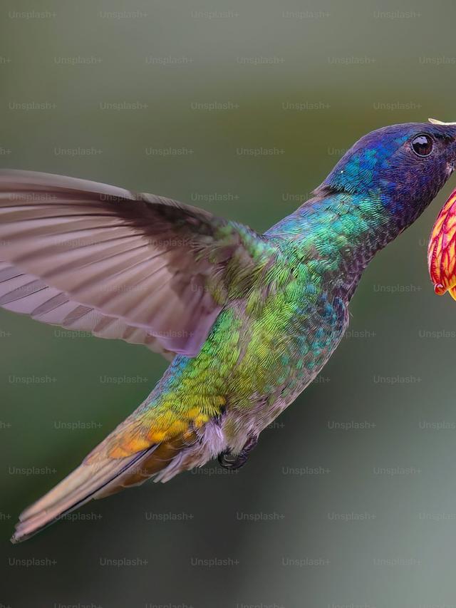 Common Species of Hummingbirds Around the World