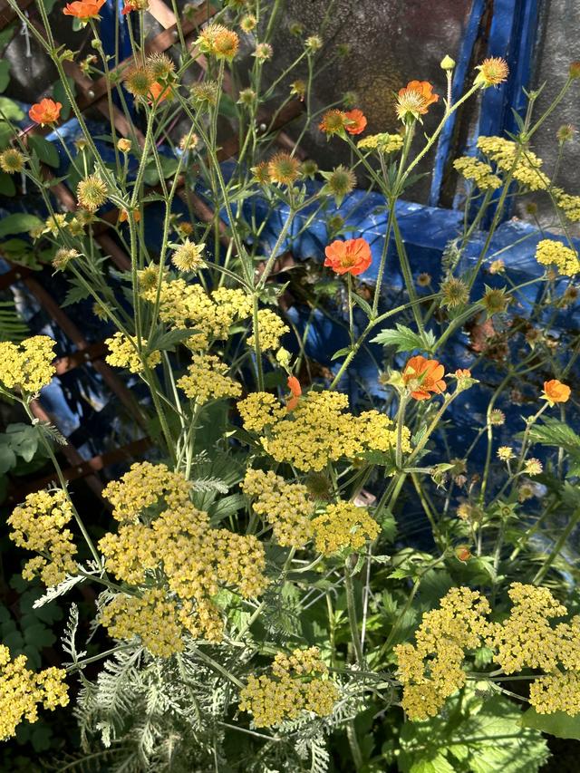 Companion Planting with Perennial Flowers for Pollinators