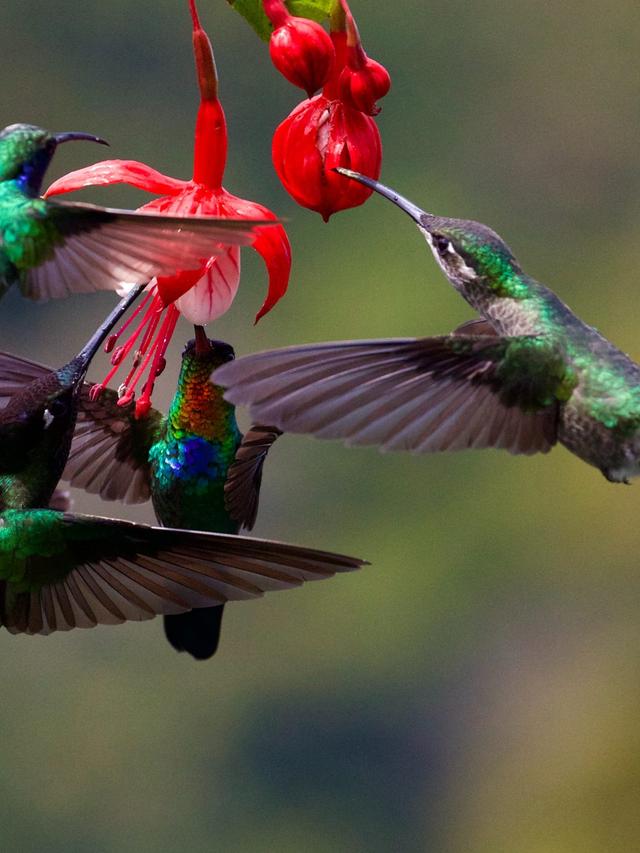 Conservation Efforts for Hummingbird Populations