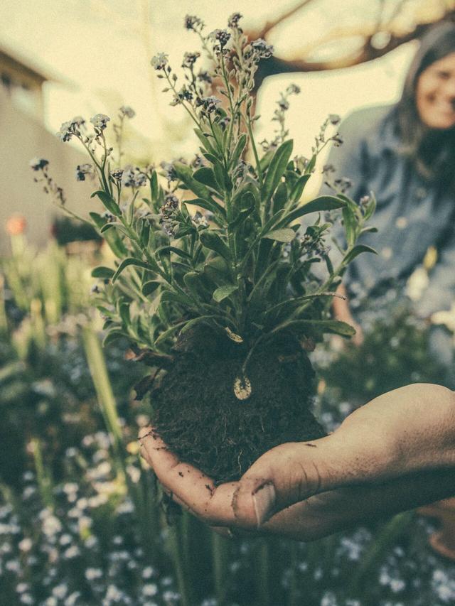 Create a Perennial Garden That Lasts