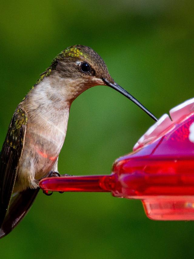 Creating a Hummingbird-Friendly Environment