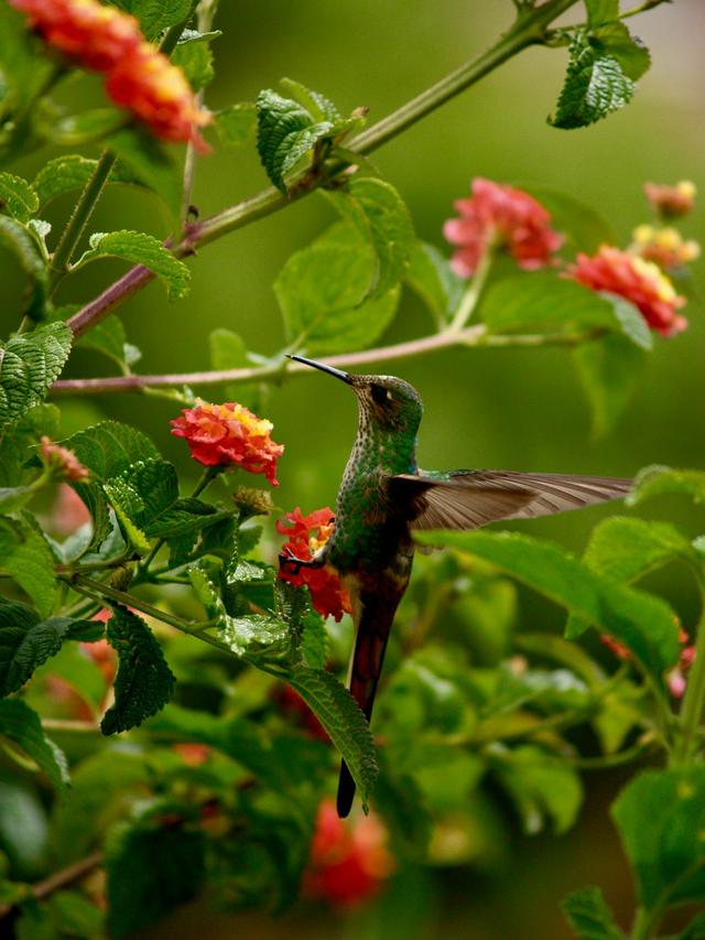 Creating a Hummingbird-Friendly Garden