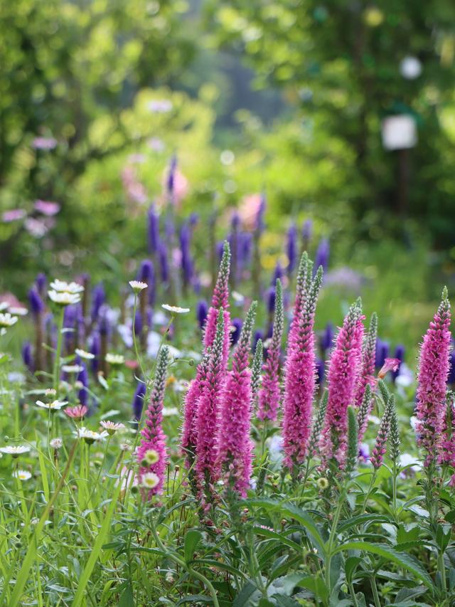 Creating a Perennial Flower Border for Summer